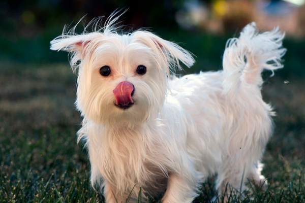 Maltese licking