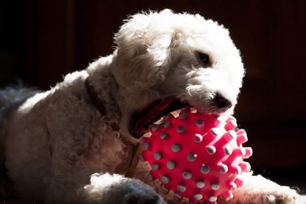 Poodle biting a ball