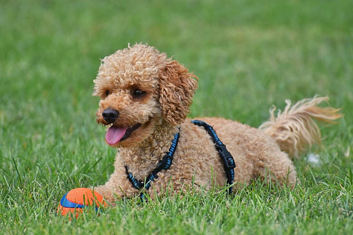 Poodle playing a ball