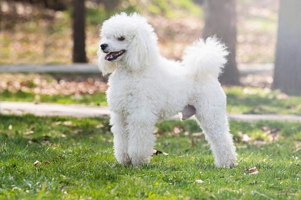 Poodle standing in the grass