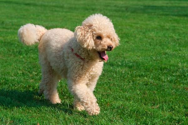 Poodle walking in grass field