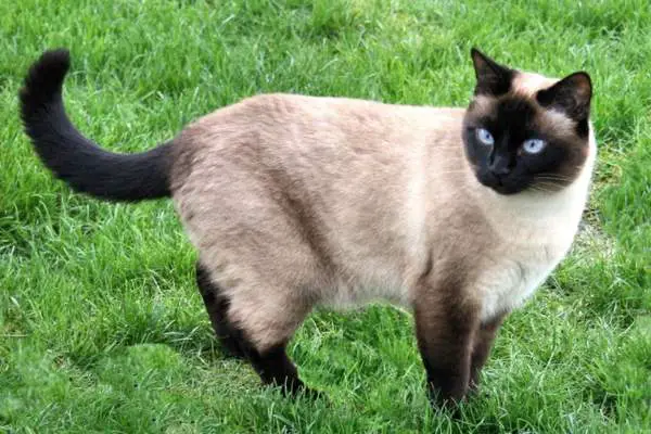 Siamese cat lying in the garden