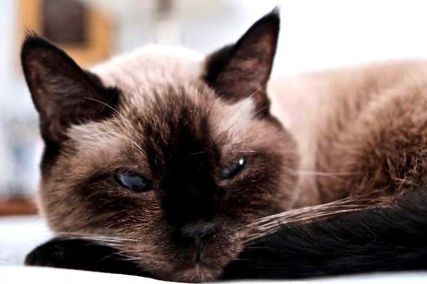 Siamese cat lying on the bed