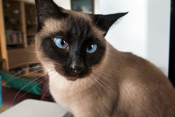Siamese cat on the table