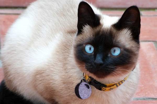 Siamese cat staring