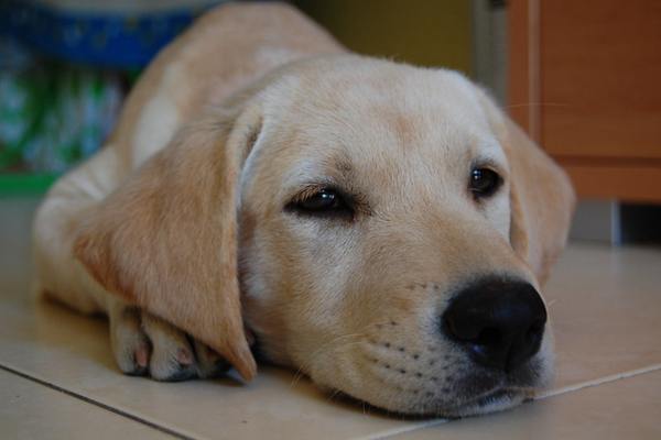 Sleepy labrador retriever