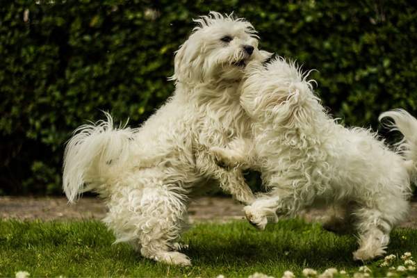 Two maltese dog playing