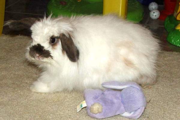 American fuzzy lop rabbit