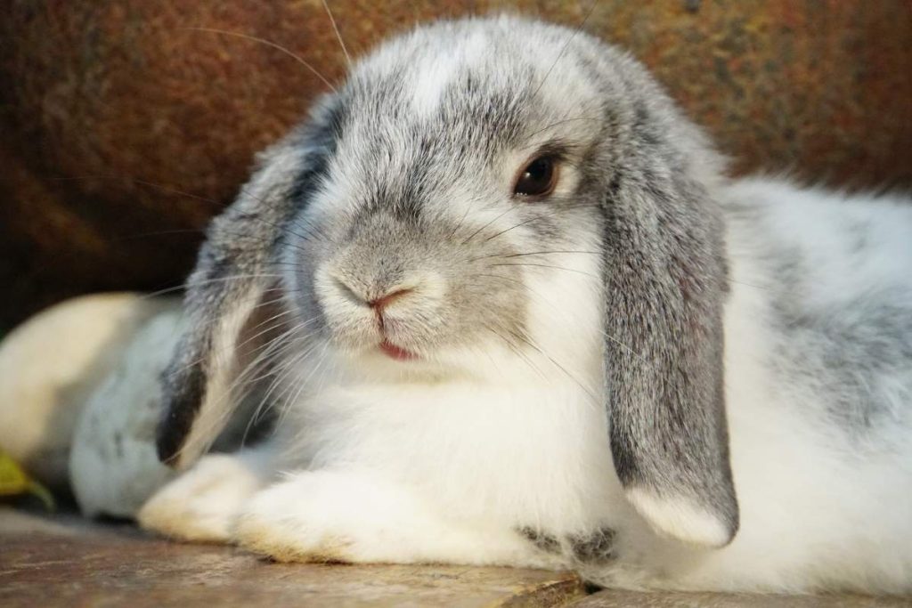 Why Do Some Rabbits Have Floppy Ears? Bela Pets