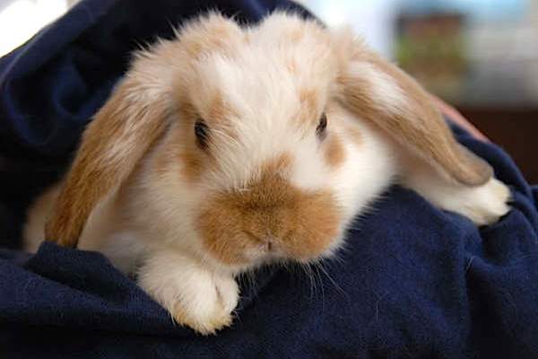 Holland lop with broken orange color