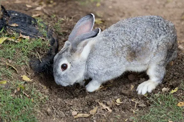 Rabbit digging a hole