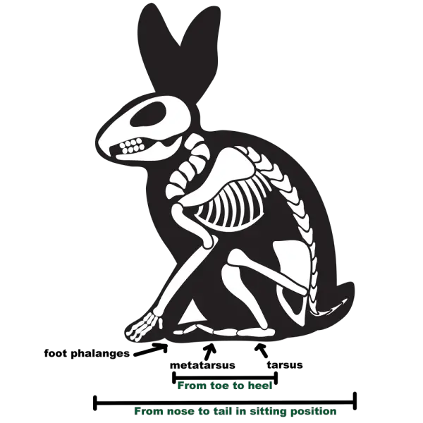rabbit skeleton foot length