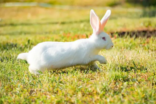 White rabbit run on a meadow