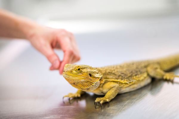 Bearded dragon pet