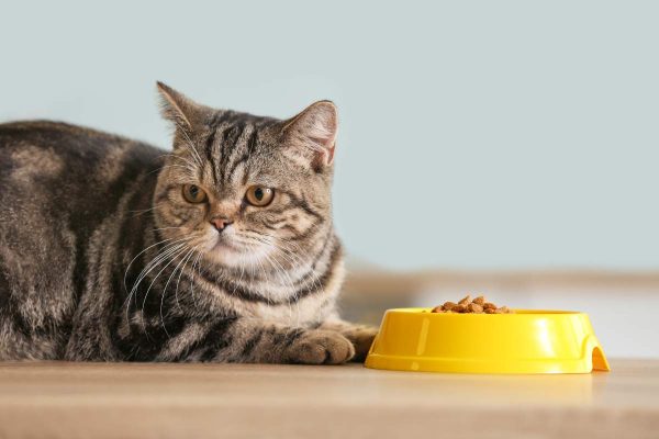 Cat and a bowl full of food