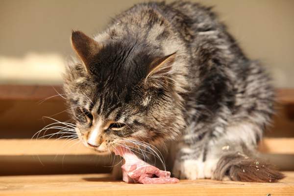 Cat eating fresh meat