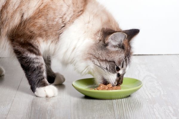 Cat eats from a plate