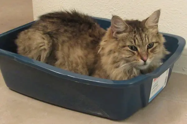 Cat in her litter box