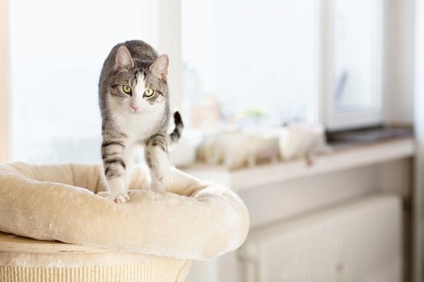 Cat kneading her cushion