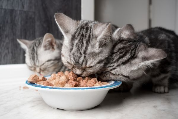 Cats eating cat food