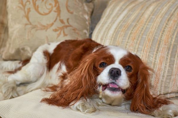 Cavalier king charles spaniel resting