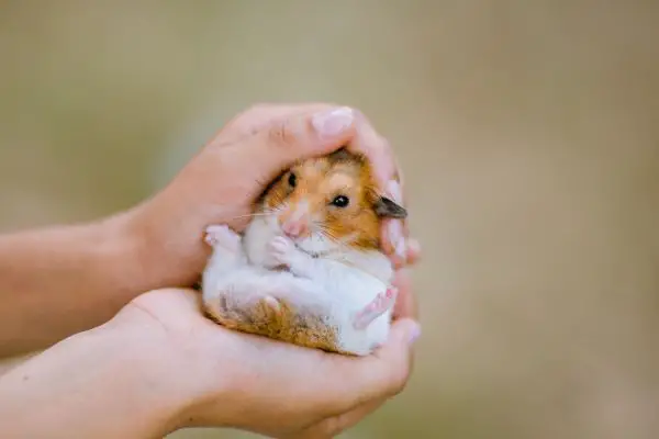 Child holding a dwarf hamster