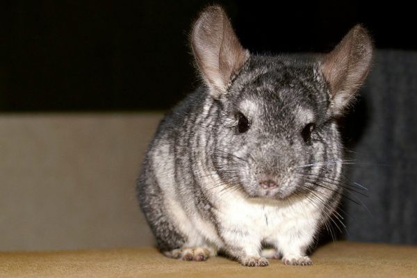 Chinchilla