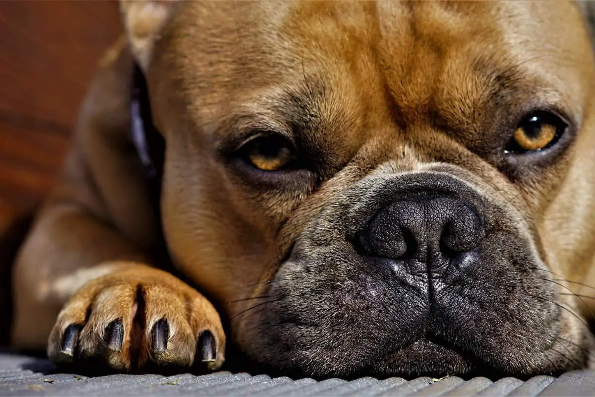 Close-up shot of a dog’s face and paw