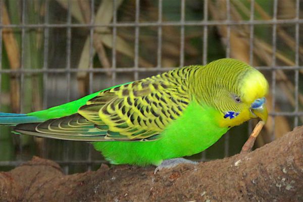 Common parakeet