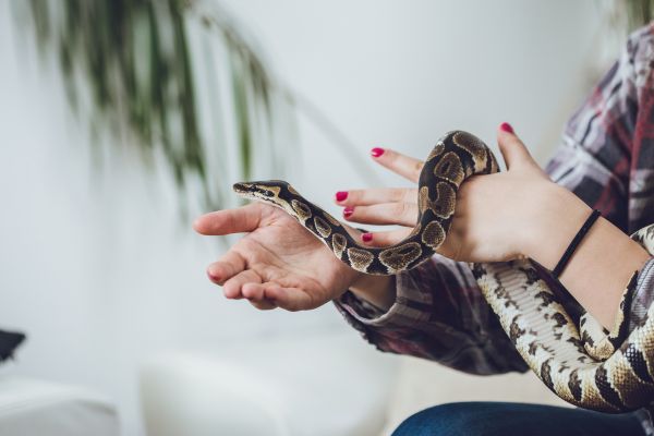 Corn snake on woman’s hand