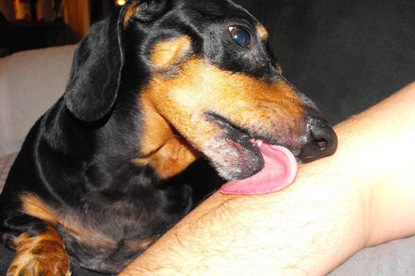 Dog licking a man’s arm