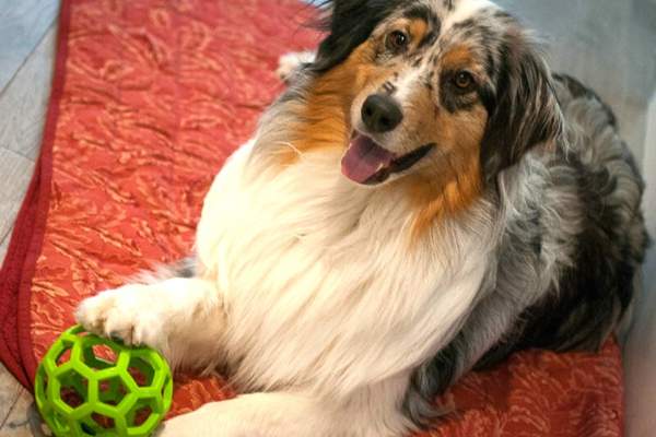 Dog playing a holey roller