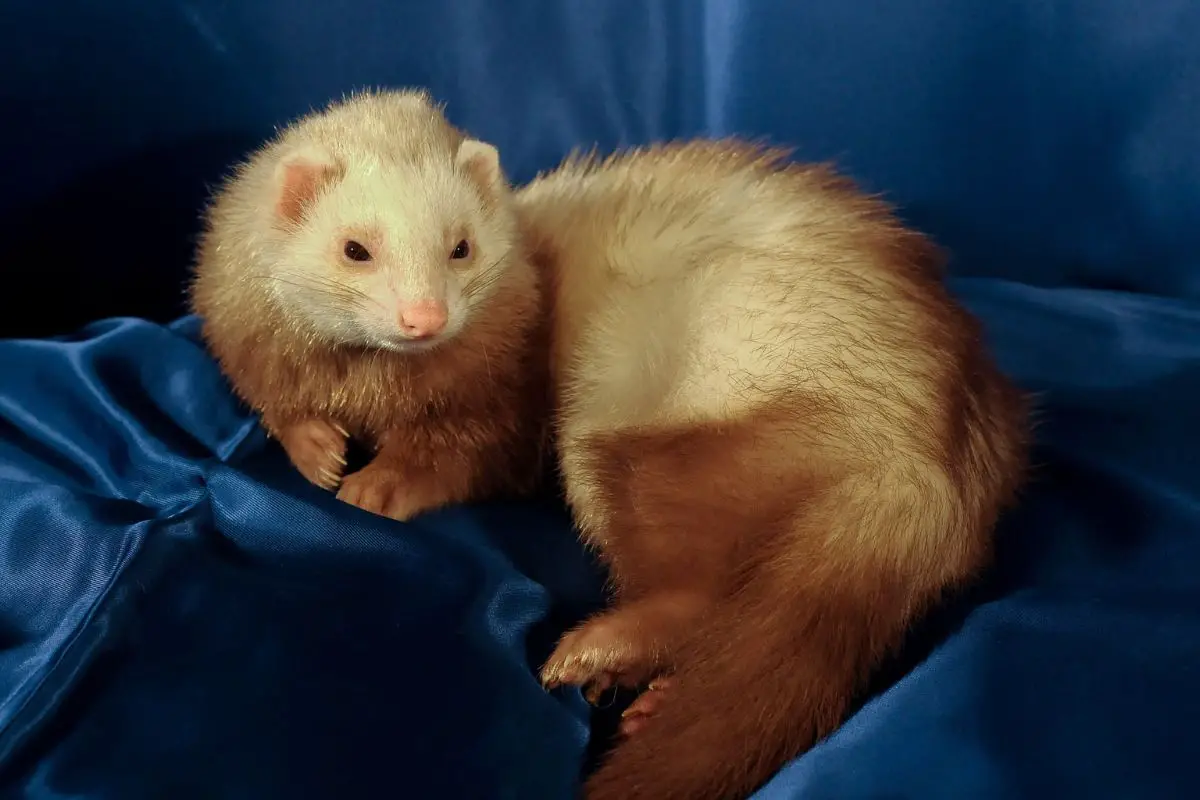 Domesticated ferret