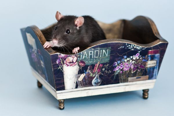 Fancy rat in vintage box