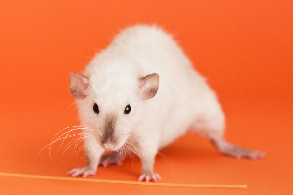 Fancy rat on orange background