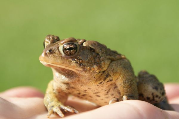 Frog in palm