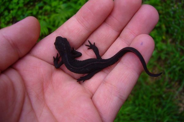 Japanese fire belly newt