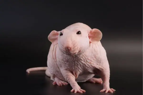 Male hairless rat