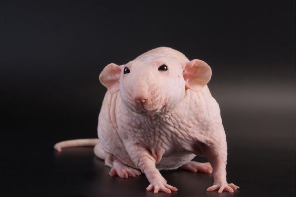 Male hairless rat