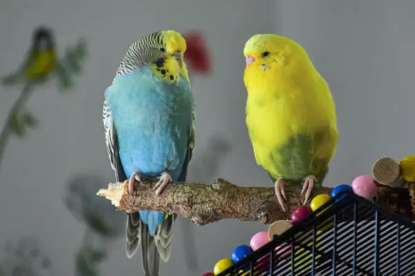 Parakeets perching