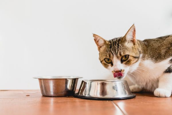 Pet cat eating on bowl