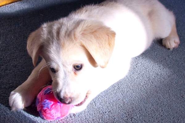 Puppy playing with a toy