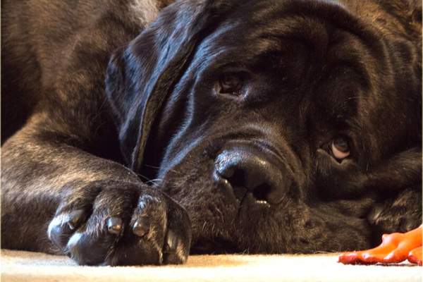 Sleepy dog lying on the floor