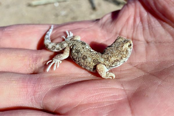 Spotted barking gecko