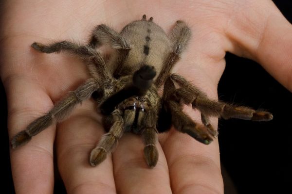 Tarantula pet