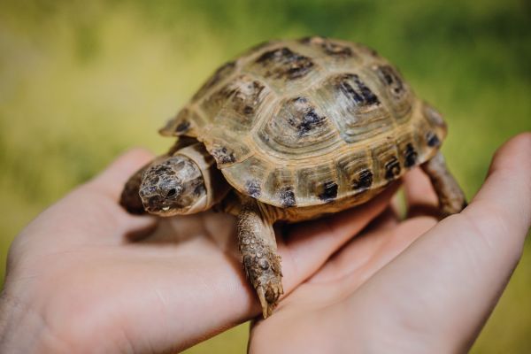 Turtle in hands