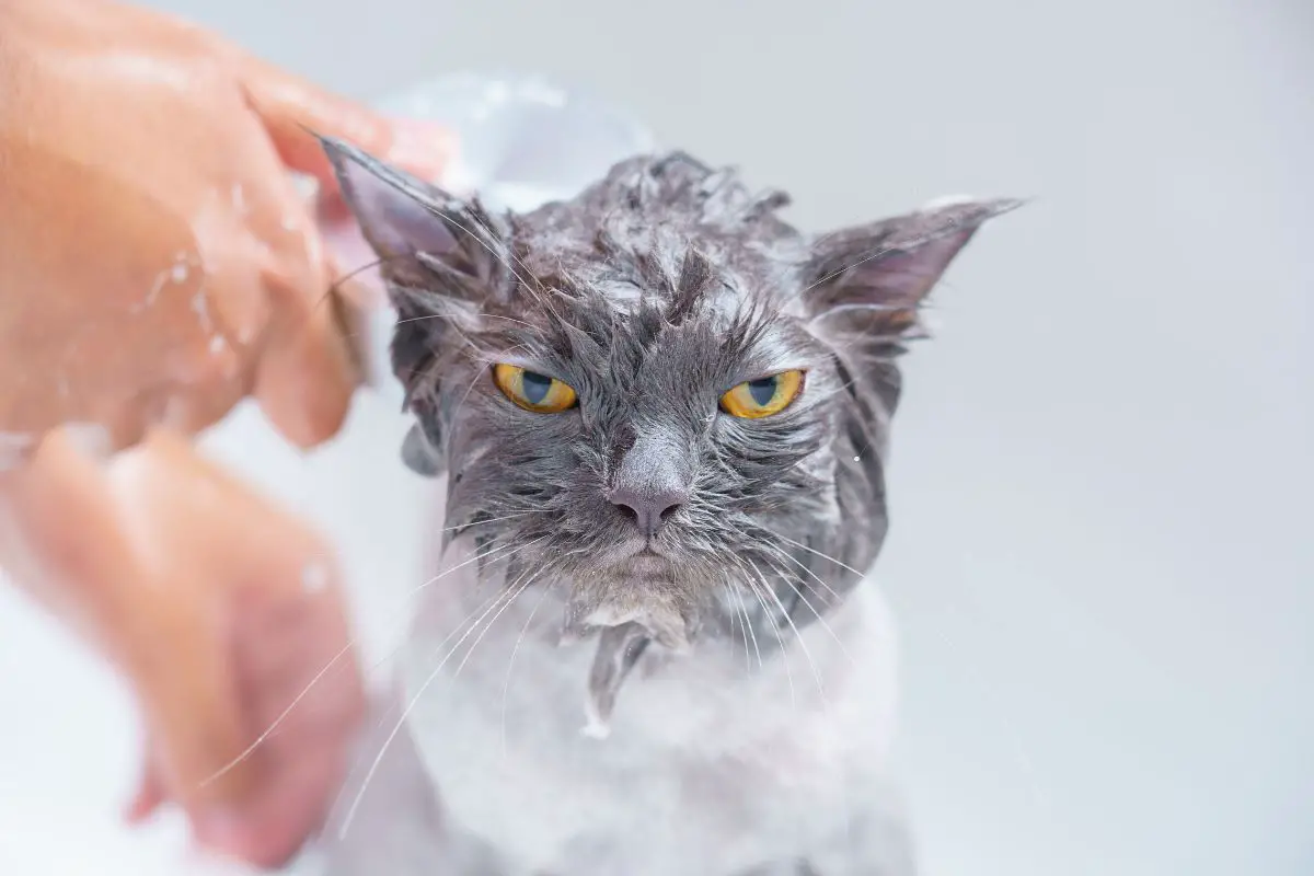 Bathing a gray cat