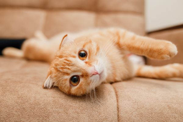 Cat on couch