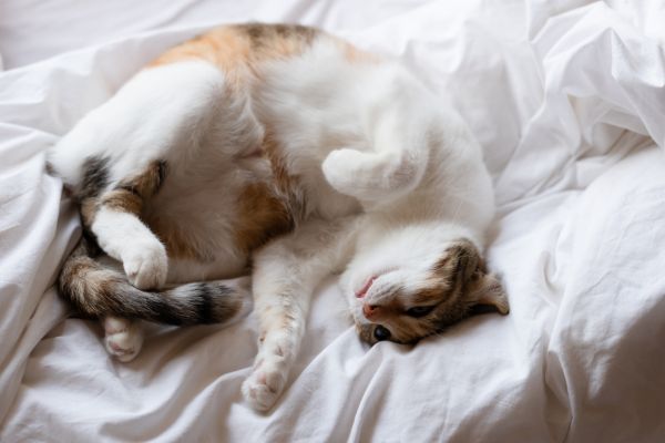 Cat on white bed sheet