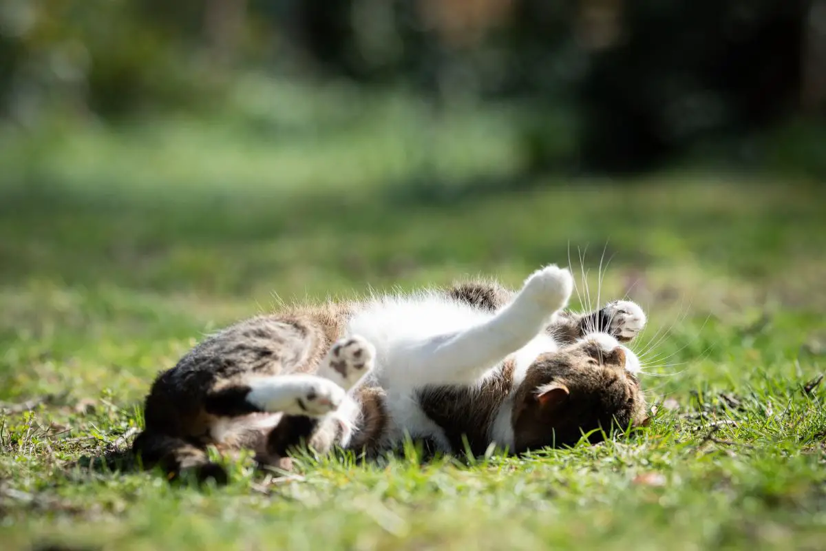 Cat rolling in the grass